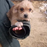 Macho, a male Cavalier King Charles Spaniel and Morkie for sale in Coldwater, MI – Photo 2 of 5