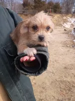 Macho, a male Cavalier King Charles Spaniel and Morkie for sale in Coldwater, MI – Photo 4 of 8
