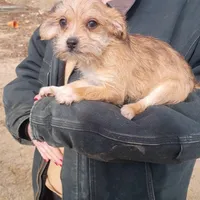 Macho, a male Cavalier King Charles Spaniel and Morkie for sale in Coldwater, MI – Photo 3 of 5