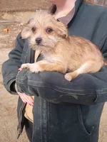 Macho, a male Cavalier King Charles Spaniel and Morkie for sale in Coldwater, MI – Photo 5 of 8