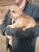 Macho, a male Cavalier King Charles Spaniel and Morkie for sale in Coldwater, MI – Photo 7 of 8
