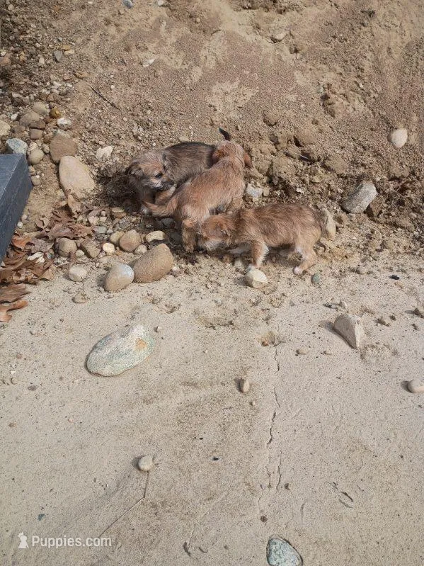 Macho, a male Cavalier King Charles Spaniel and Morkie for sale in Coldwater, MI – Photo 1 of 8