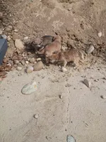 Macho, a male Cavalier King Charles Spaniel and Morkie for sale in Coldwater, MI – Photo 1 of 8