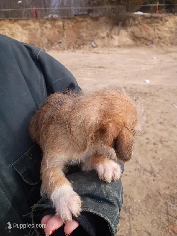 Macho – Cavalier King Charles Spaniel, Morkie puppy for sale in Coldwater, MI