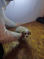 Mocha, a female Cavapoo for sale in Coldwater, MI – Photo 1 of 3