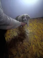 Mocha, a female Cavapoo for sale in Coldwater, MI – Photo 3 of 3