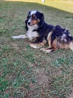 Willow, a female Australian Shepherd and Border Collie for sale in Coldwater, MI – Photo 5 of 5
