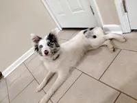 Willow, a female Australian Shepherd and Border Collie for sale in Coldwater, MI – Photo 3 of 5