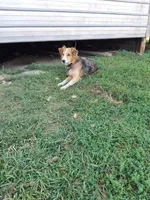 Willow, a female Australian Shepherd and Border Collie for sale in Coldwater, MI – Photo 4 of 5