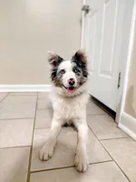 Willow, a female Australian Shepherd and Border Collie for sale in Coldwater, MI – Photo 2 of 5