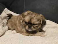 Lovely, a female Pekingese for sale in Harper, KS – 2 of 4