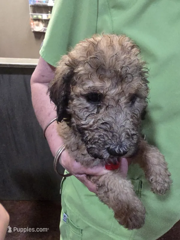 Lacey – Poodle - Standard  puppy for sale in Harper, KS
