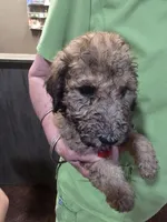 Lacey, a female Poodle - Standard  for sale in Harper, KS – 1 of 2