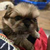 Superman, a male Pekingese for sale in Harper, KS – Photo 1 of 2