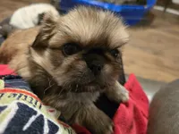 Superman, a male Pekingese for sale in Harper, KS – Photo 1 of 2