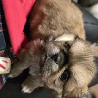 Superman, a male Pekingese for sale in Harper, KS – Photo 2 of 2