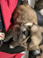 Superman, a male Pekingese for sale in Harper, KS – Photo 2 of 2