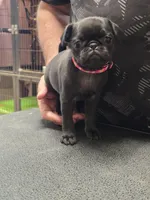Pink, a female Pug for sale in Harper, KS – 3 of 3