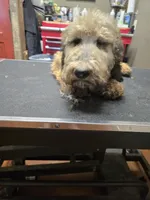 Chill, a male Poodle - Standard  for sale in Harper, KS – 2 of 2