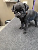Sissy, a female Pug for sale in Harper, KS – 3 of 3