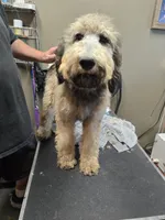 Buz, a male Poodle - Standard  for sale in Harper, KS – 2 of 2
