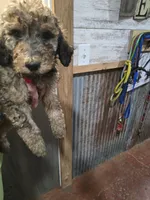 Prince, a male Poodle - Standard  for sale in Harper, KS – 3 of 3