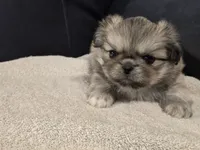 Trouble, a male Pekingese for sale in Harper, KS – 3 of 3