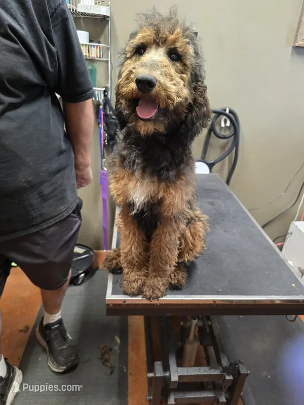Girlie – Poodle - Standard  puppy for sale in Harper, KS