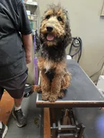 Girlie, a female Poodle - Standard  for sale in Harper, KS – 1 of 2