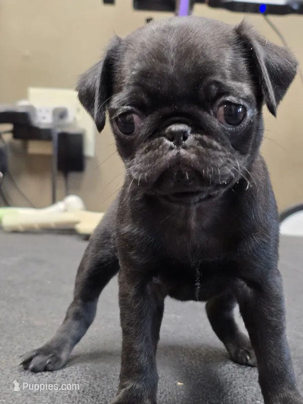 Sissy – Pug puppy for sale in Harper, KS