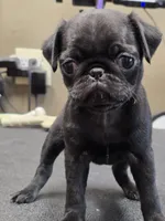 Sissy, a female Pug for sale in Harper, KS – 1 of 3