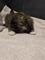 Snazzy, a male Pekingese for sale in Harper, KS – 2 of 4
