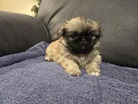 Izzy, a female Pekingese for sale in Harper, KS – 4 of 5