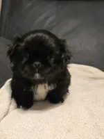 Blackie, a male Pekingese for sale in Harper, KS – 4 of 4