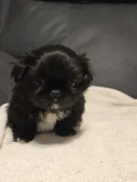 Blackie, a male Pekingese for sale in Harper, KS – 2 of 4