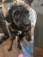 Pistol, a male Poodle - Standard  for sale in Harper, KS – 1 of 2