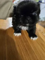 Sneaky, a male Pekingese for sale in Harper, KS – Photo 1 of 3