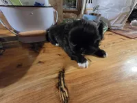 Sneaky, a male Pekingese for sale in Harper, KS – Photo 3 of 3