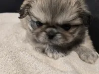 Trouble, a male Pekingese for sale in Harper, KS – 2 of 3