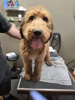 Busy, a male Poodle - Standard  for sale in Harper, KS – 2 of 2