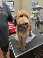 Sarge, a male Poodle - Standard  for sale in Harper, KS – 2 of 2