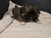 Snazzy, a male Pekingese for sale in Harper, KS – 4 of 4
