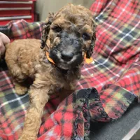 Orange, a male Poodle - Standard  for sale in Harper, KS – Photo 1 of 4