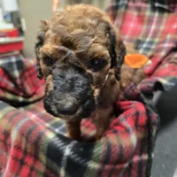 Orange, a male Poodle - Standard  for sale in Harper, KS – Photo 4 of 4