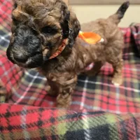 Orange, a male Poodle - Standard  for sale in Harper, KS – Photo 2 of 4