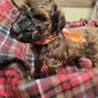 Orange, a male Poodle - Standard  for sale in Harper, KS – Photo 3 of 4