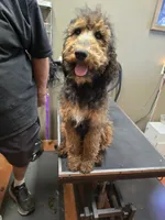 Girlie, a female Poodle - Standard  for sale in Harper, KS – 5 of 5