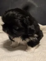 Tip, a male Pekingese for sale in Harper, KS – 3 of 4