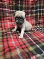 processed/3fc14f95-b43c-4f1a-b889-4b834863cb96/listing/4d105dcb-3f53-4c53-876b-e3b966e8e4e2/1b5f9eb4-070b-4854-807e-7944626be845