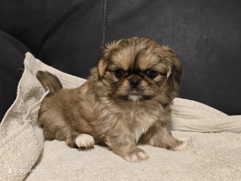 Lovely – Pekingese puppy for sale in Harper, KS